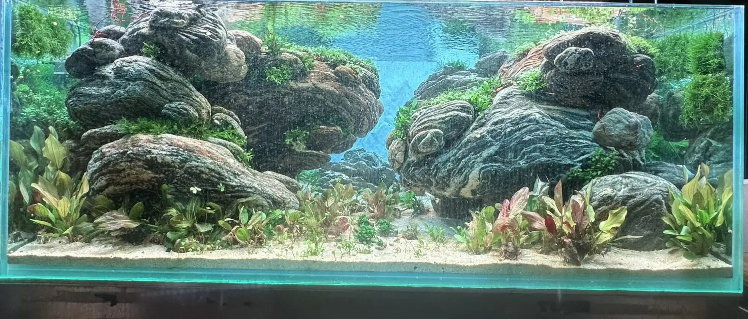 Aquascaping steps - Connecting - IAPLC 2025 Honor Prize - Long Tran Hoang / Vietnam